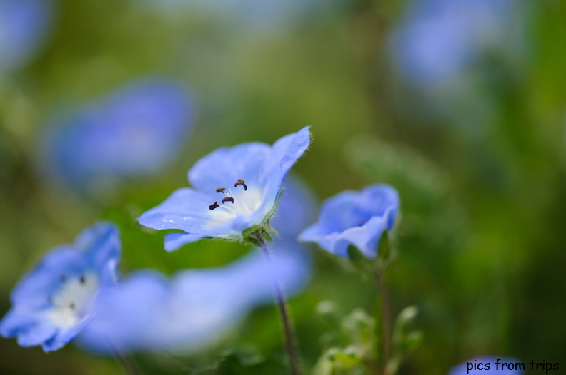 spring wildflowers in bloom2010d11c034.jpg